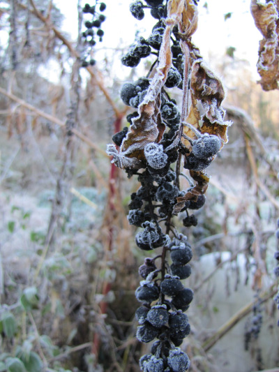 Frost on poke berries