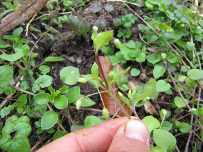 Common chickweed