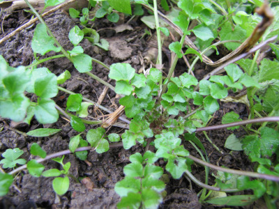 Hairy Bittercress