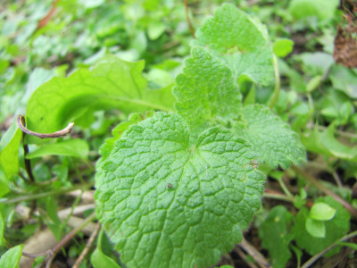 Purple dead nettle