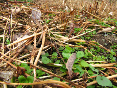 Buckwheat cover crop a few weeks after being mown down