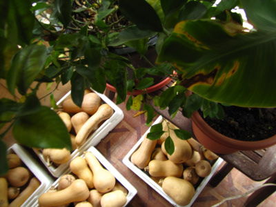 Storing butternuts by the tangerine and banana trees