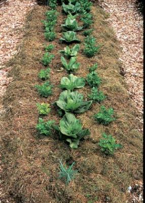 Grass clipping mulch