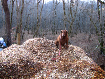Lucy on top of a mound of wood chips
