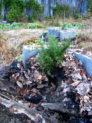 Rosemary mound dug up by Lucy