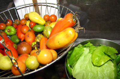 Ripening tomatoes indoors in the fall