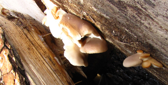 Wild oyster mushrooms in the firewood