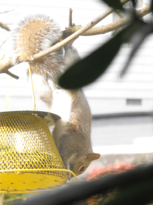 Squirrel at bird feeder