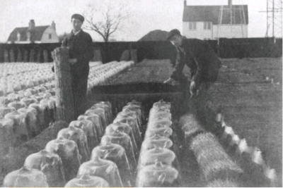 Nineteenth century French farm with a field of cloches