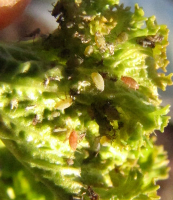 Aphids on mustard greens