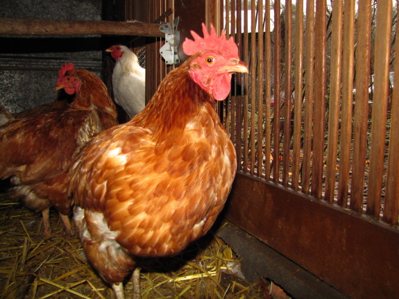 close up of a chicken in a coop with chickens in the background