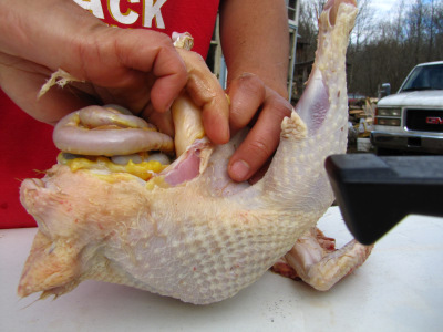Disemboweling a chicken