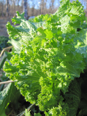 Mustard greens