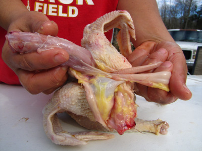 Separating the chicken neck from the windpipe and crop