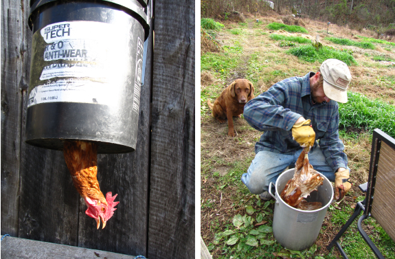 Killing and scalding a chicken