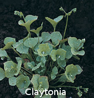 Claytonia