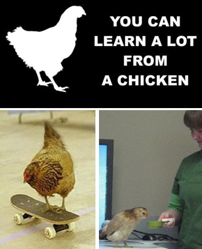 clicken chicken training image montage