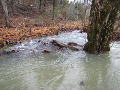 Flooded creek