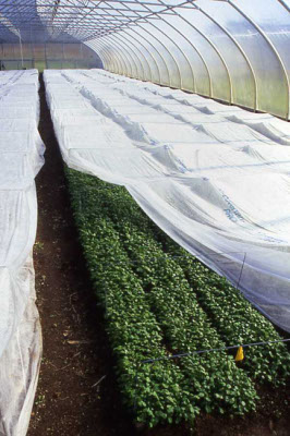 Row covers inside a greenhouse