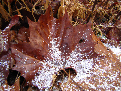 Sycamore leaf with snow