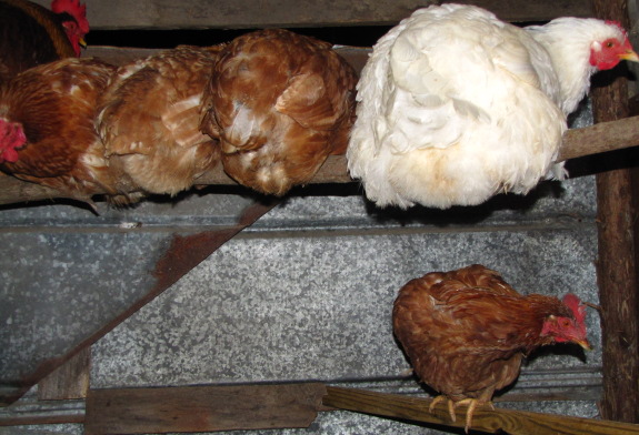 chicken roosting at night on a roost