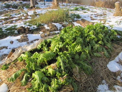 Mustard greens in the snow