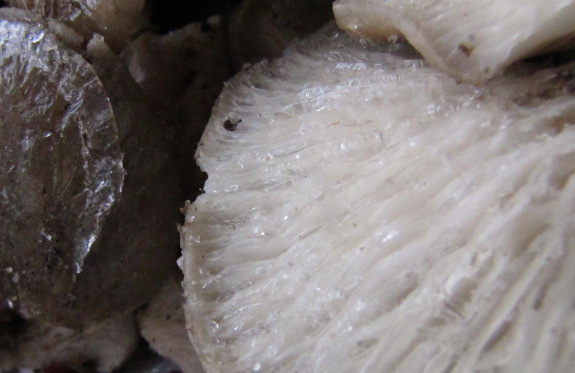 Closeup of frozen oyster mushrooms