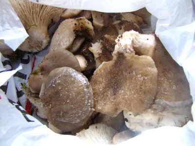 Oyster mushrooms