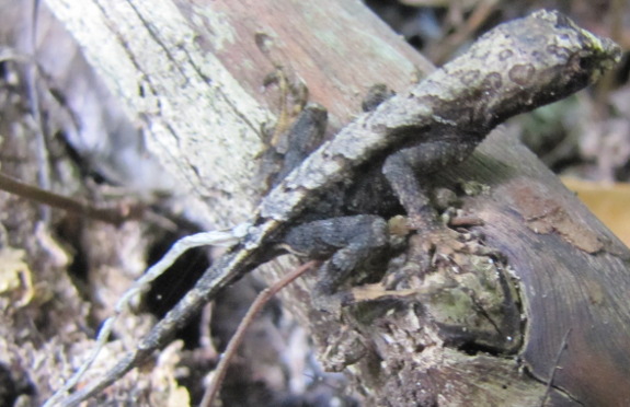 Ghost anole