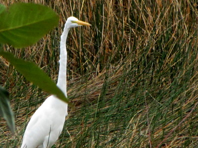 Great Egret at Coba