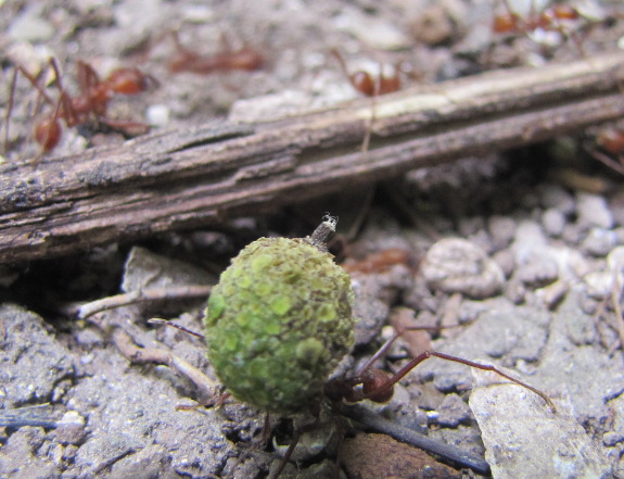 Leafcutter ant carrying a fruit