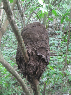 Termite mound