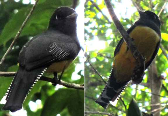Trogon