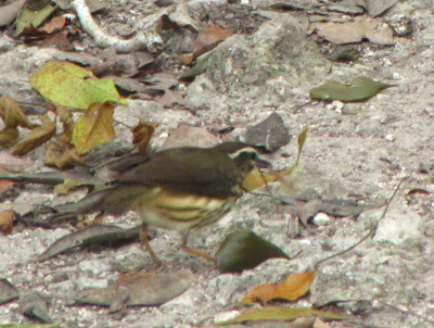 Waterthrush