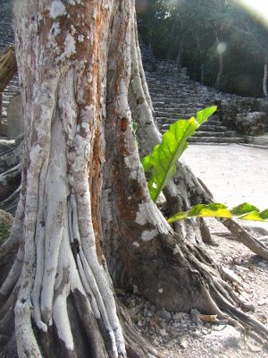 Aroid growing amid tree roots at Coba