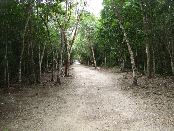 Avenue through the forest at Coba