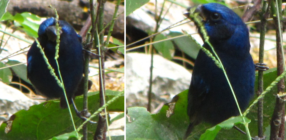 Blue Bunting