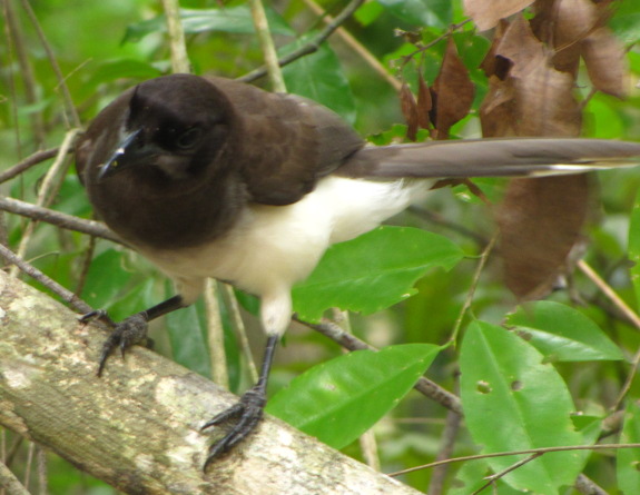 Brown Jay