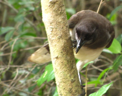 Brown Jay