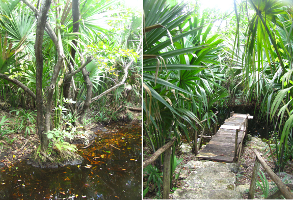 Cenote on Cozumel