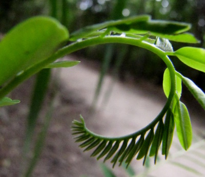 Curving young leaf