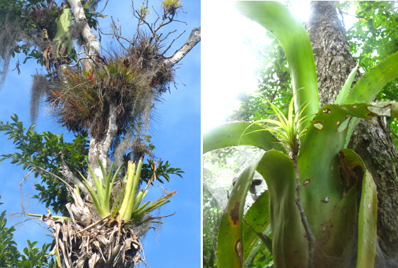 Epiphytes at Coba
