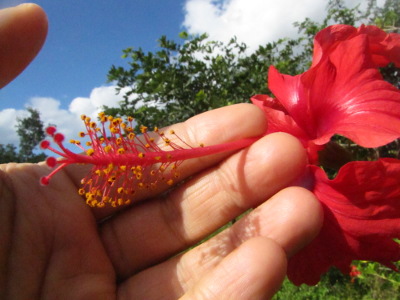 Cultivated flower on Cozumel