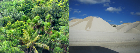 Gravel pit and palm trees
