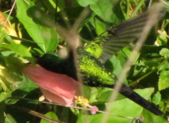 Cozumel Fork-tailed Emerald