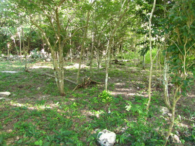 Old field in Cozumel