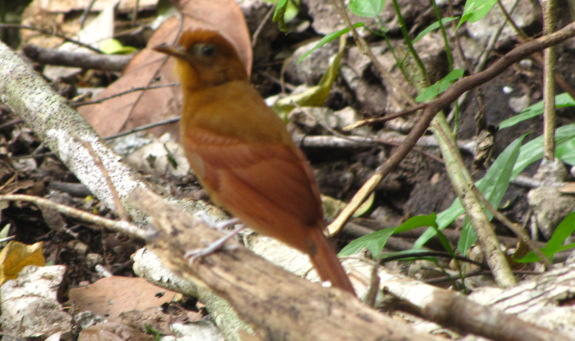 Rufous Piha