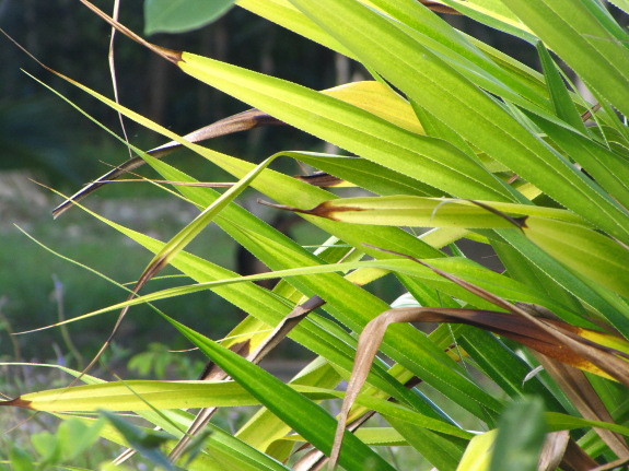 Cultivated plant on Cozumel
