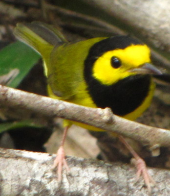 Warbler
