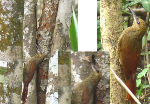 Woodcreeper